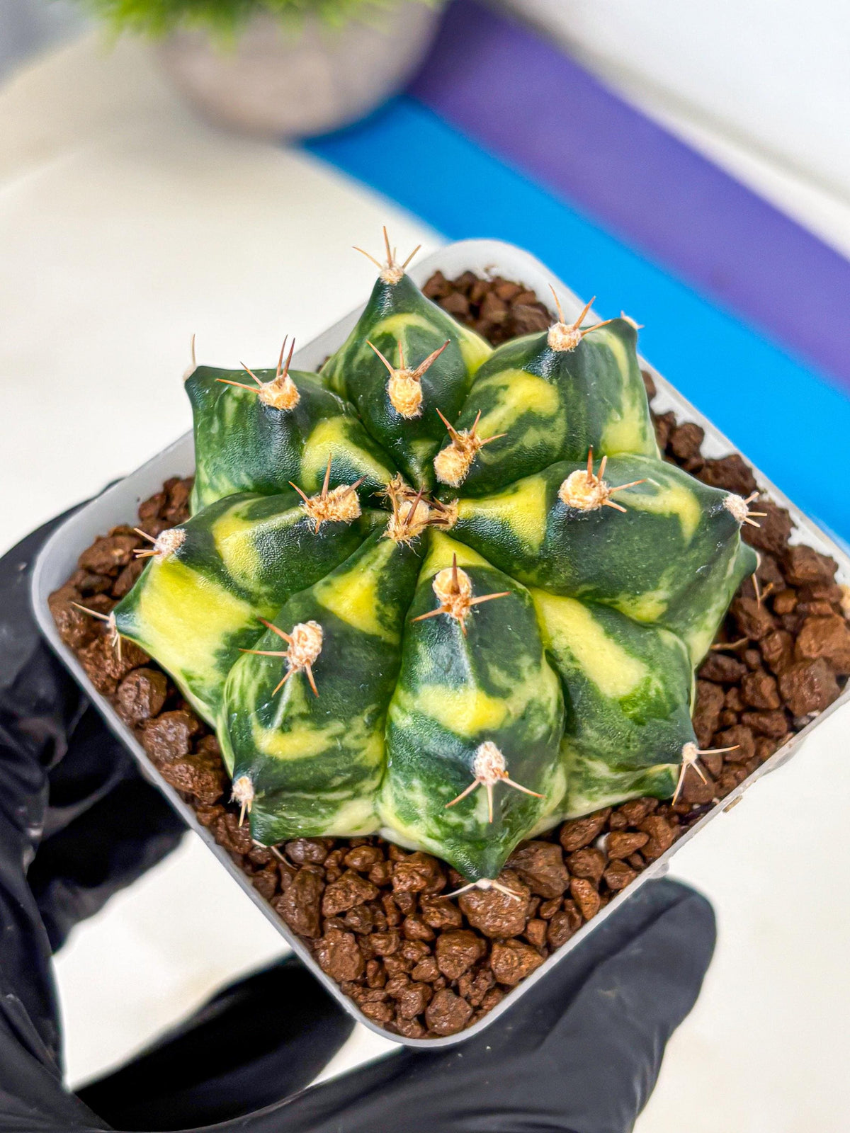 Gymnocalycium Honey Comb (gy8) (4) | Collector’s Edition