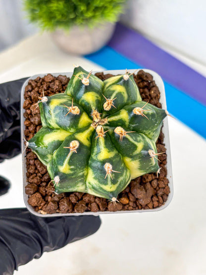 Gymnocalycium Honey Comb (gy8) (4) | Collector’s Edition