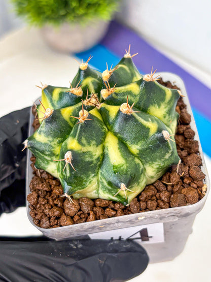 Gymnocalycium Honey Comb (gy8) (4) | Collector’s Edition
