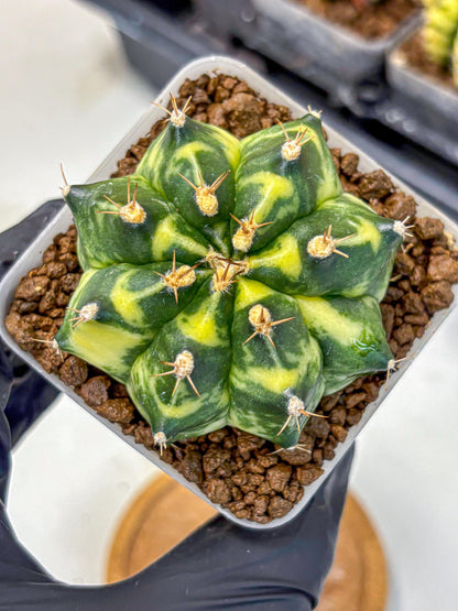 Gymnocalycium Honey Comb (gy8) (4) | Collector’s Edition