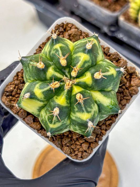 Gymnocalycium Honey Comb (gy8) (4) | Collector’s Edition