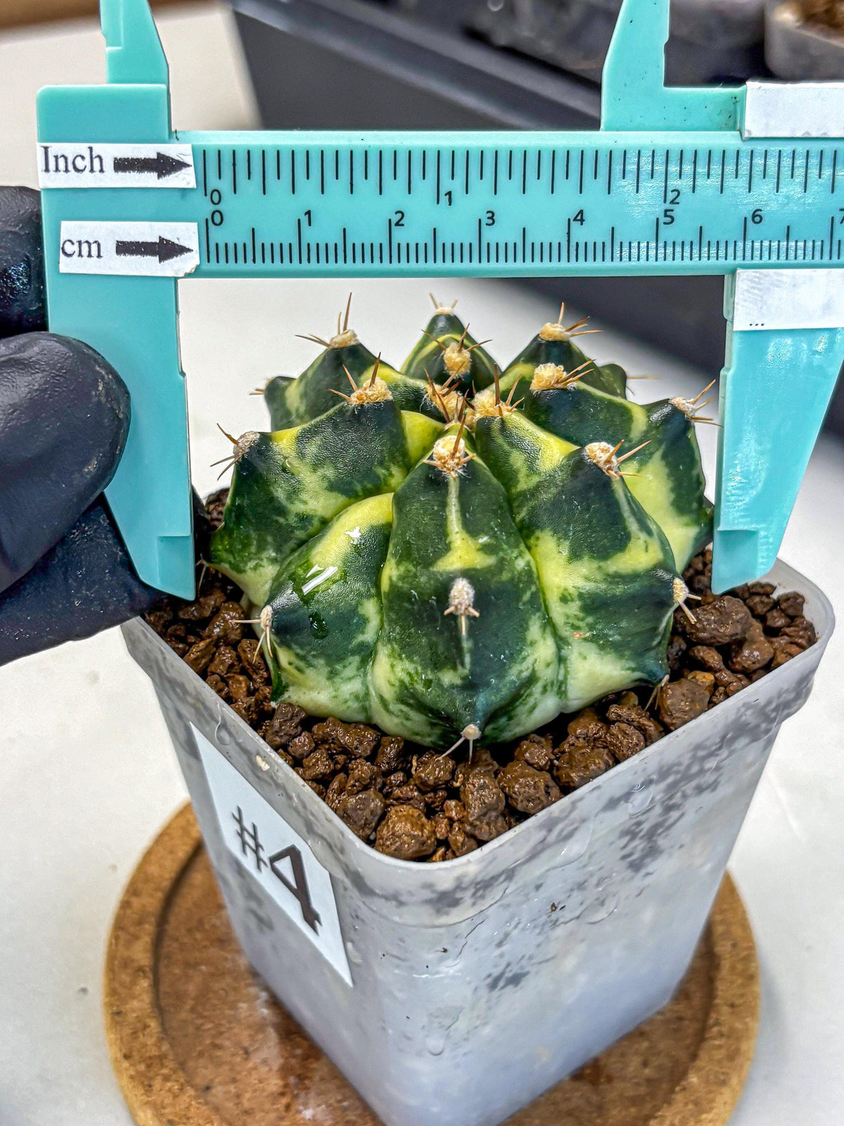 Gymnocalycium Honey Comb (gy8) (4) | Collector’s Edition