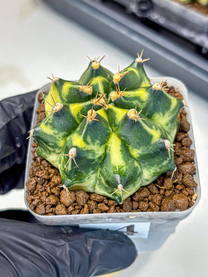 Gymnocalycium Honey Comb (gy8) (4) | Collector’s Edition