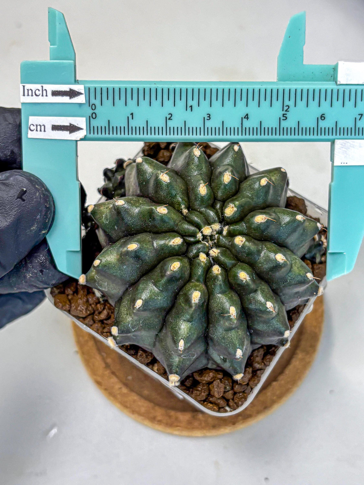 Gymnocalycium Kilimanjaro (gy8) (5) | Collector’s Edition