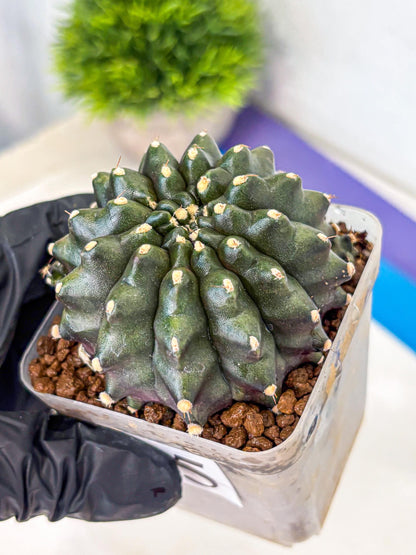 Gymnocalycium Kilimanjaro (gy8) (5) | Collector’s Edition