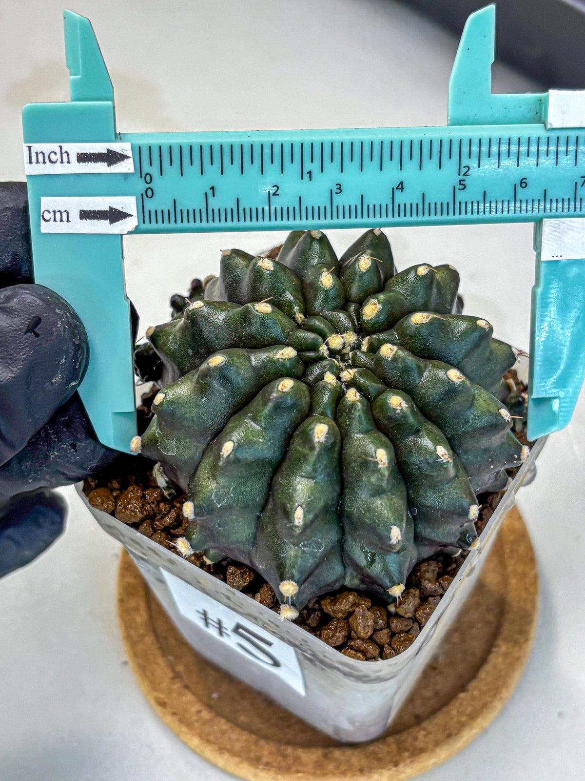 Gymnocalycium Kilimanjaro (gy8) (5) | Collector’s Edition