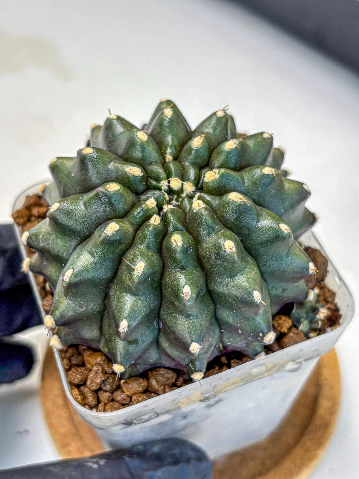 Gymnocalycium Kilimanjaro (gy8) (5) | Collector’s Edition