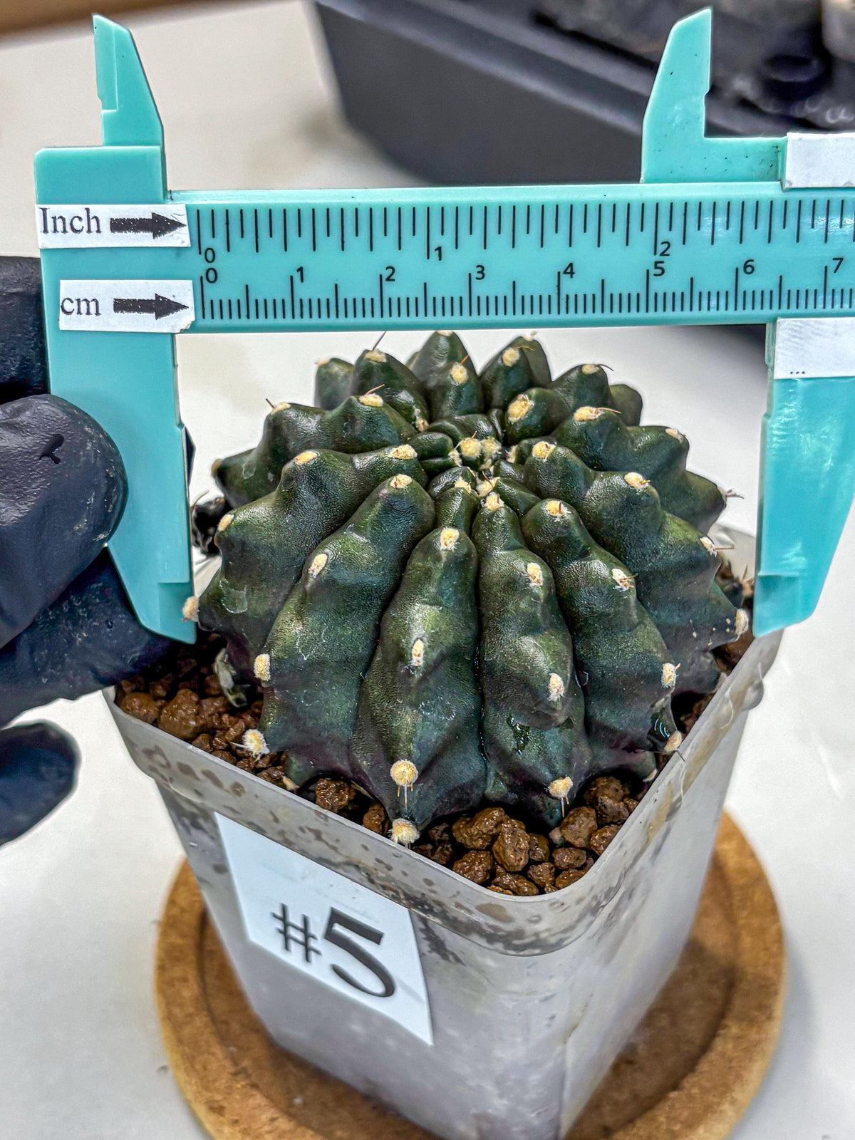 Gymnocalycium Kilimanjaro (gy8) (5) | Collector’s Edition