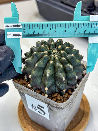 Gymnocalycium Kilimanjaro (gy8) (5) | Collector’s Edition