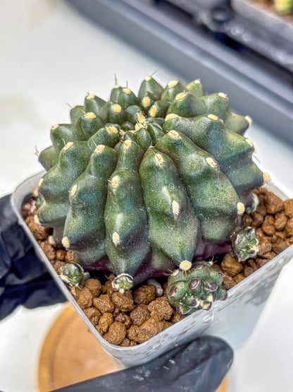 Gymnocalycium Kilimanjaro (gy8) (5) | Collector’s Edition