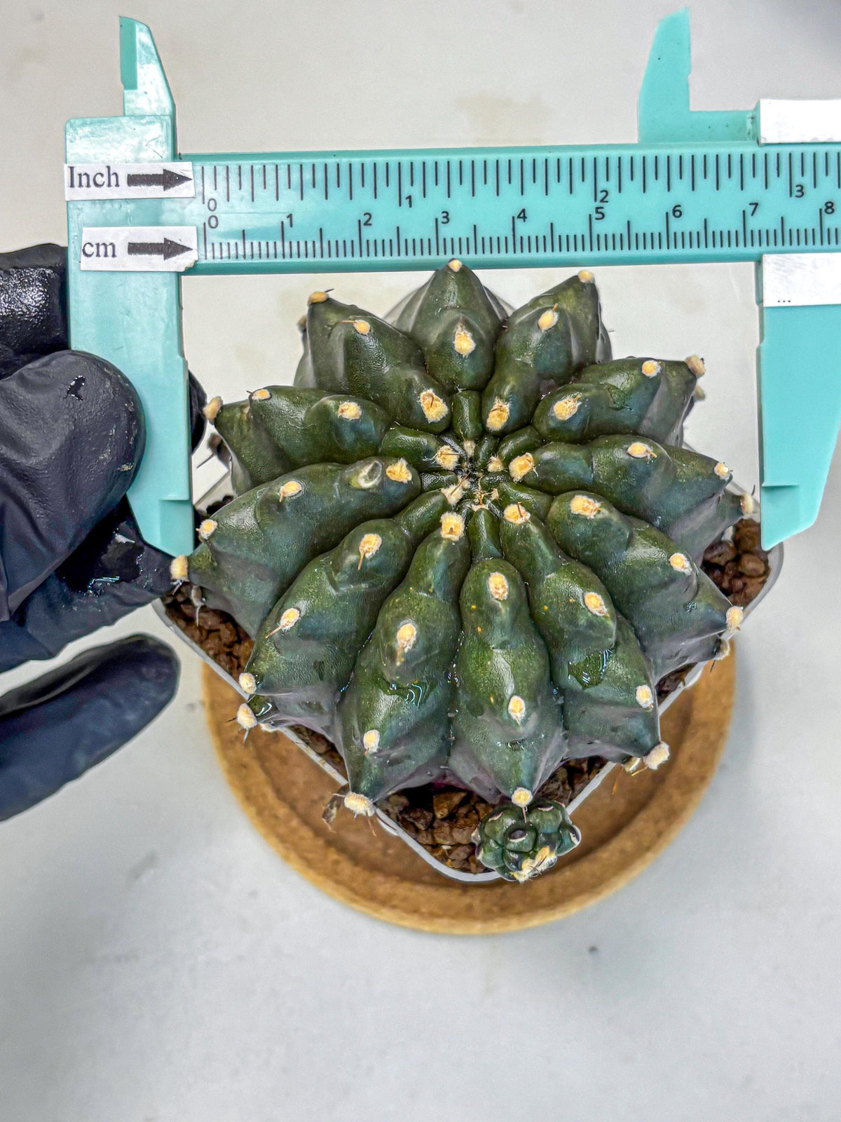 Gymnocalycium Kilimanjaro (gy8) (6) | Collector’s Edition