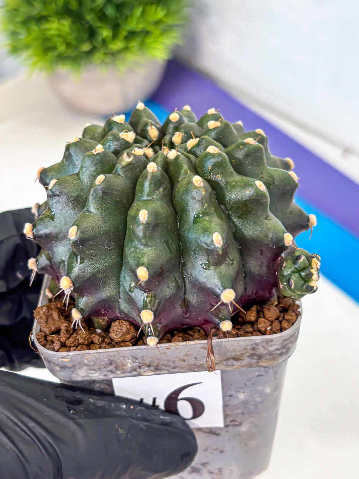 Gymnocalycium Kilimanjaro (gy8) (6) | Collector’s Edition