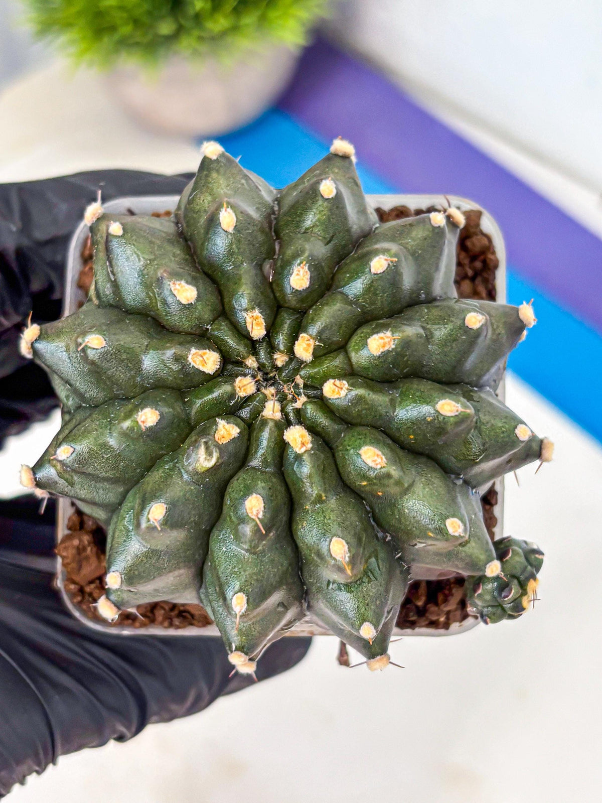 Gymnocalycium Kilimanjaro (gy8) (6) | Collector’s Edition
