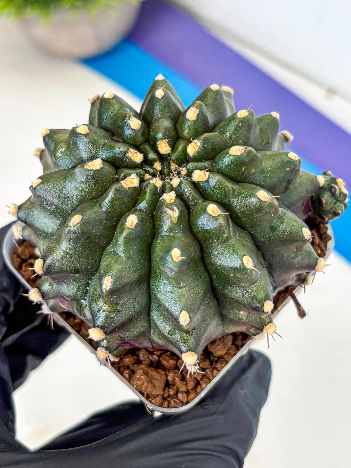 Gymnocalycium Kilimanjaro (gy8) (6) | Collector’s Edition