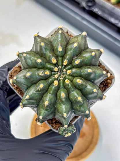 Gymnocalycium Kilimanjaro (gy8) (6) | Collector’s Edition