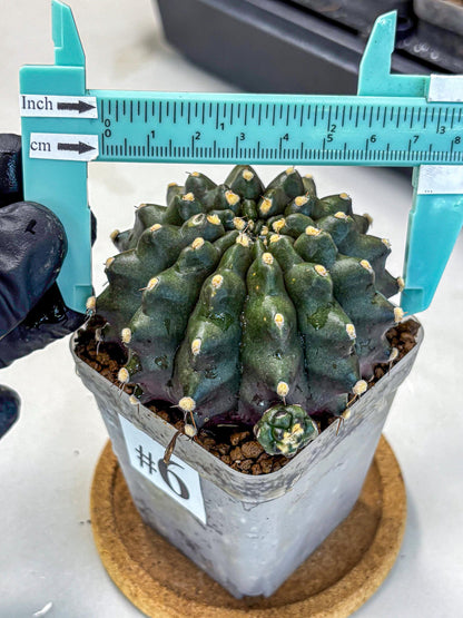 Gymnocalycium Kilimanjaro (gy8) (6) | Collector’s Edition