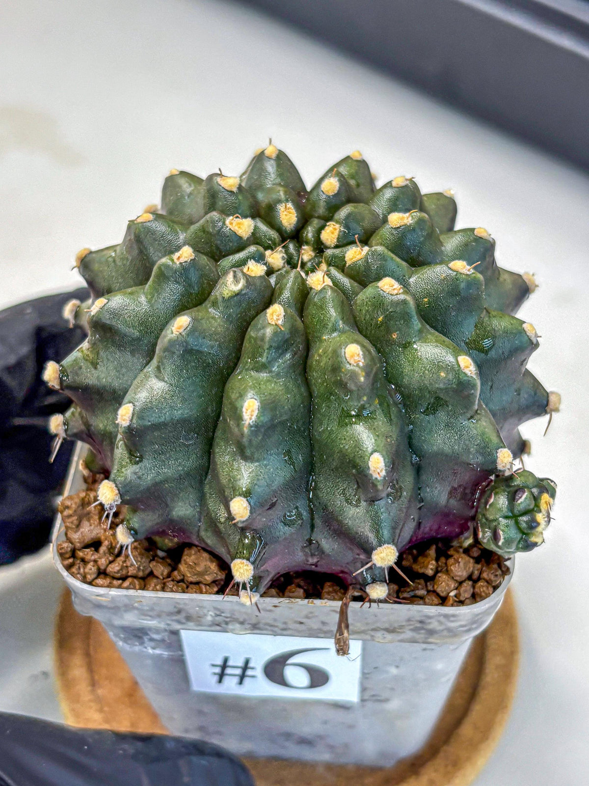 Gymnocalycium Kilimanjaro (gy8) (6) | Collector’s Edition