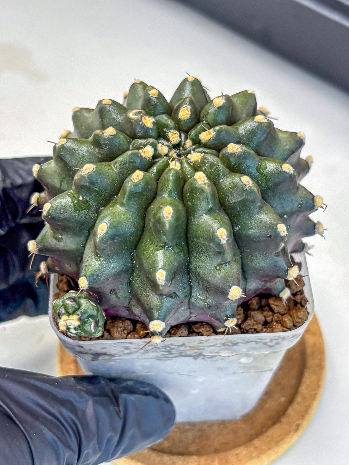 Gymnocalycium Kilimanjaro (gy8) (6) | Collector’s Edition