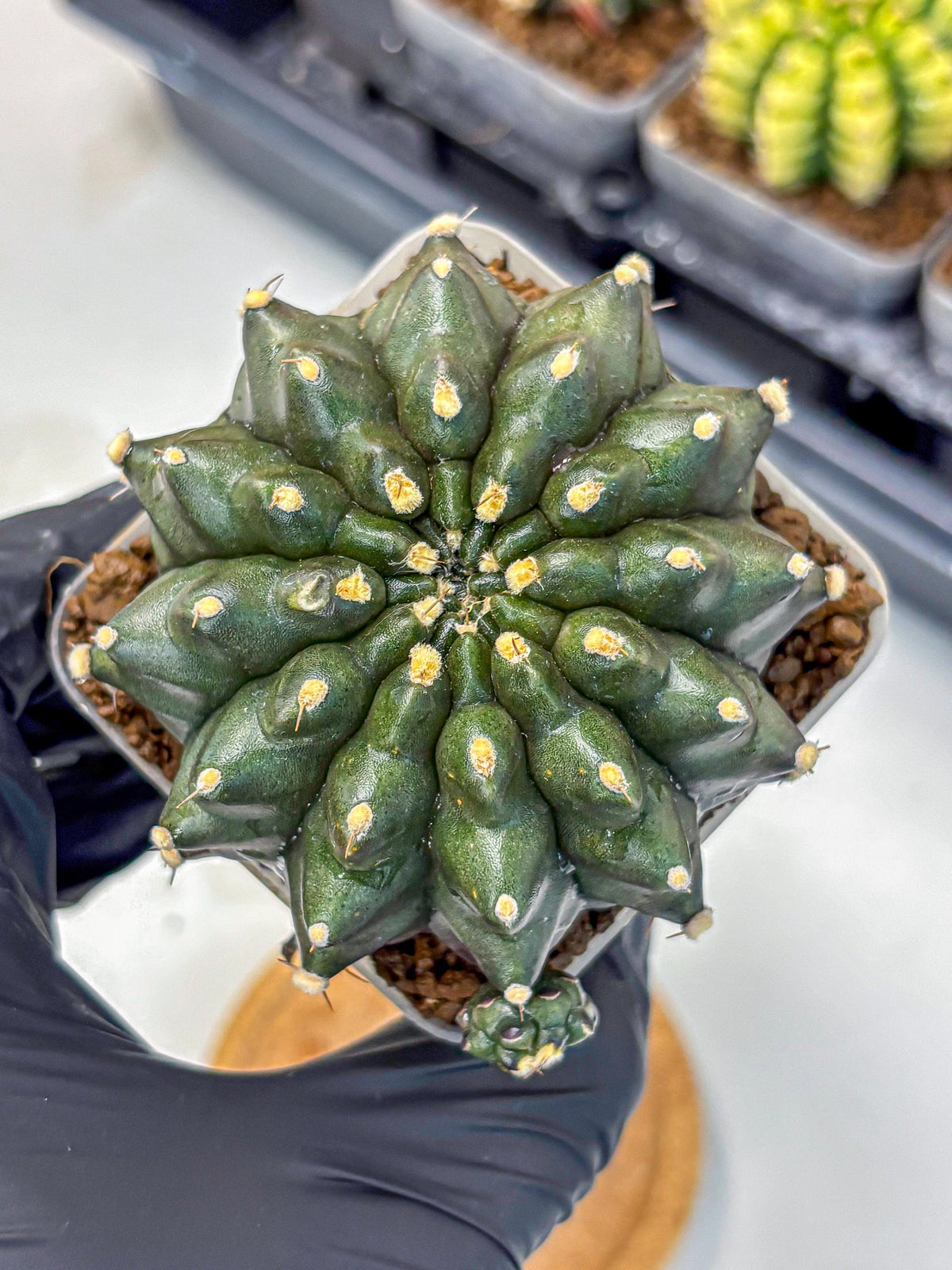 Gymnocalycium Kilimanjaro (gy8) (6) | Collector’s Edition