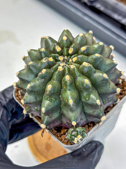 Gymnocalycium Kilimanjaro (gy8) (6) | Collector’s Edition