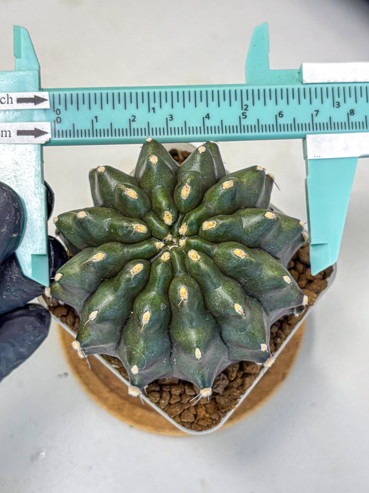 Gymnocalycium Kilimanjaro (gy8) (7) | Collector’s Edition