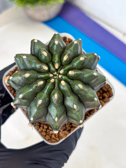 Gymnocalycium Kilimanjaro (gy8) (7) | Collector’s Edition