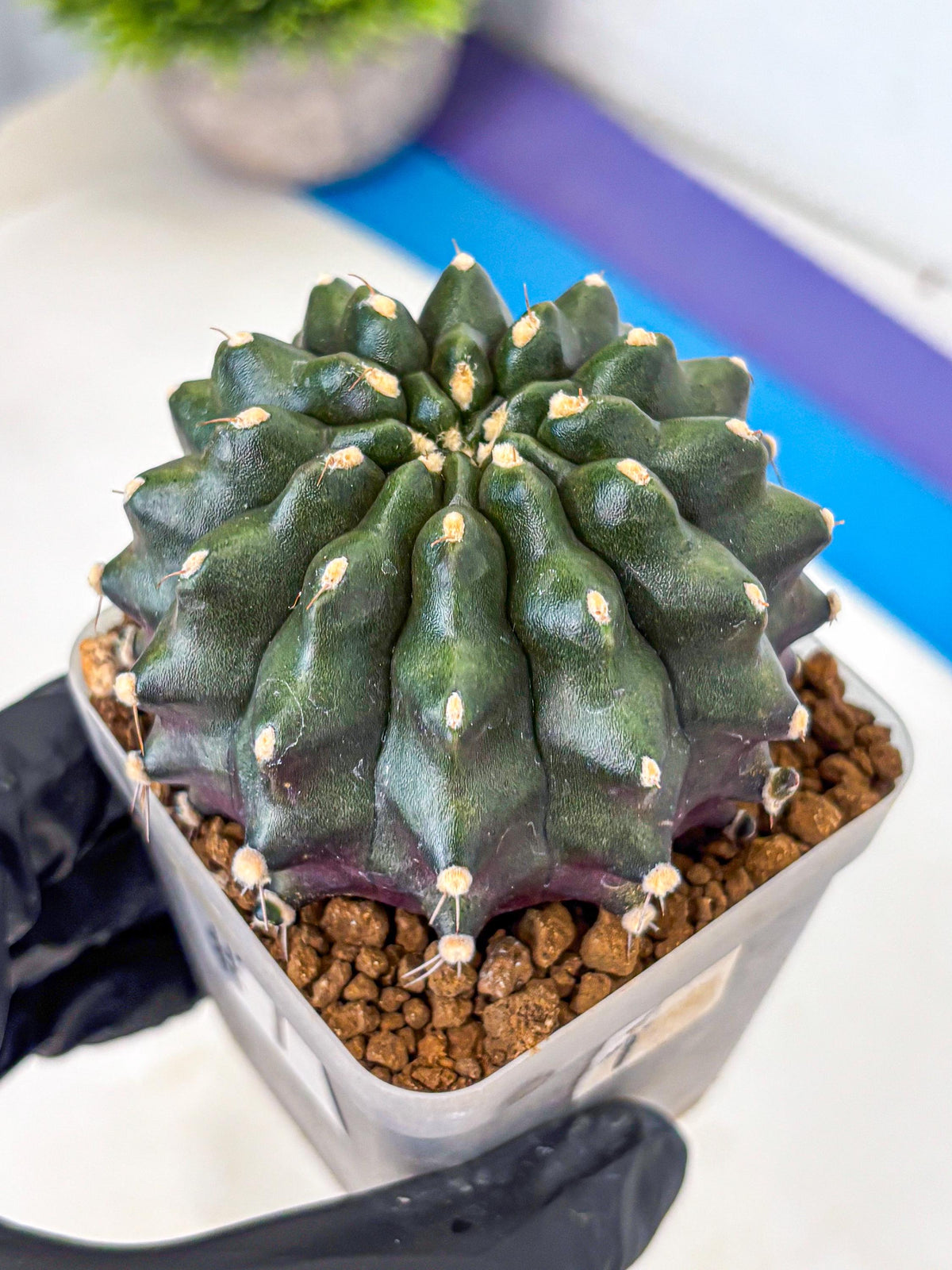 Gymnocalycium Kilimanjaro (gy8) (7) | Collector’s Edition