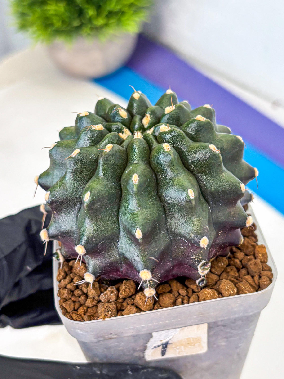 Gymnocalycium Kilimanjaro (gy8) (7) | Collector’s Edition