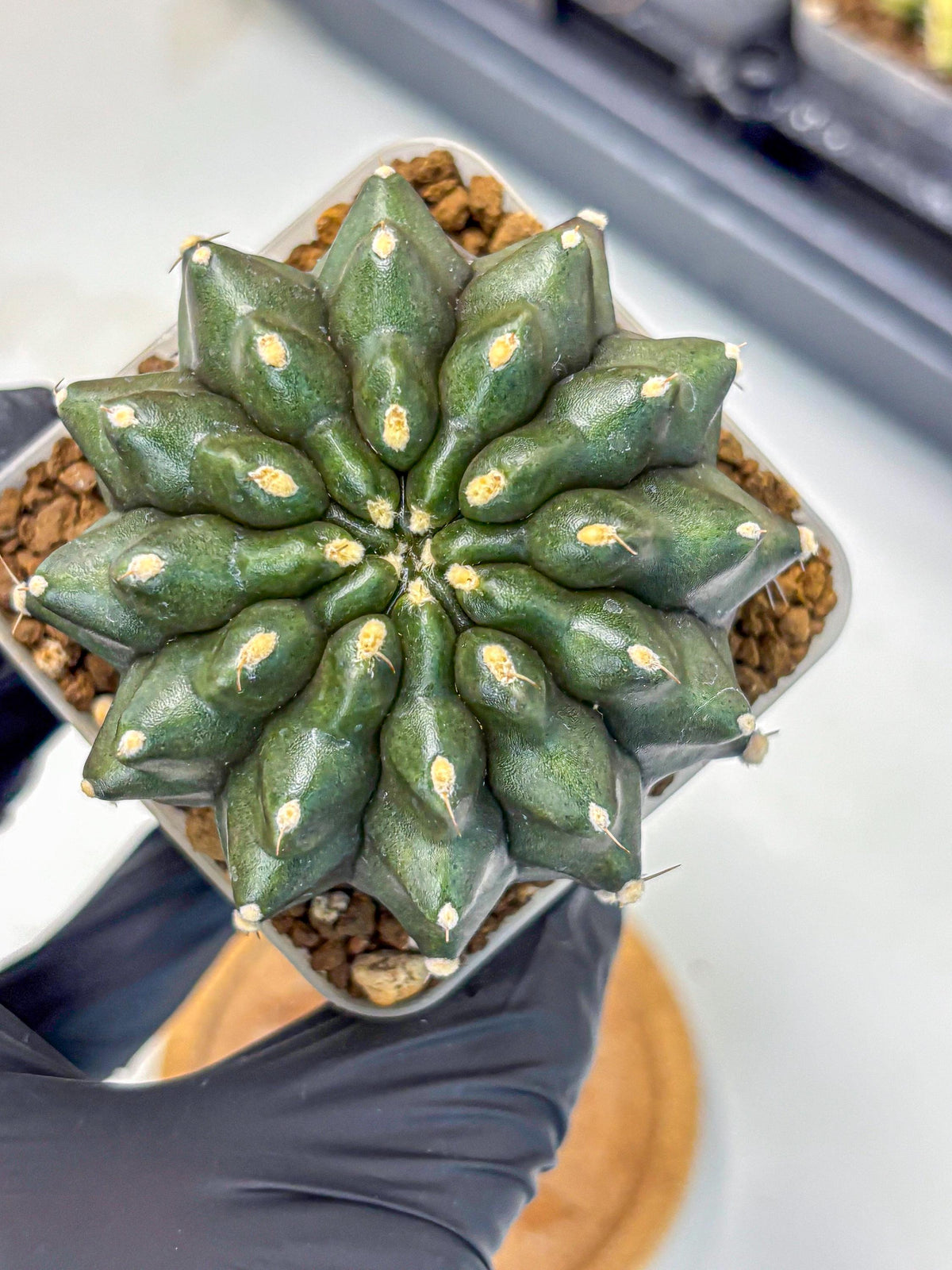 Gymnocalycium Kilimanjaro (gy8) (7) | Collector’s Edition