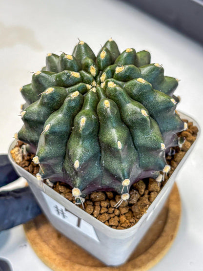 Gymnocalycium Kilimanjaro (gy8) (7) | Collector’s Edition