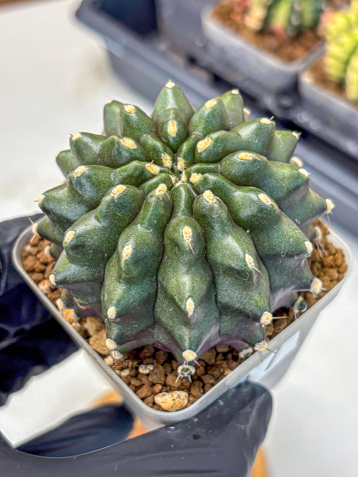 Gymnocalycium Kilimanjaro (gy8) (7) | Collector’s Edition