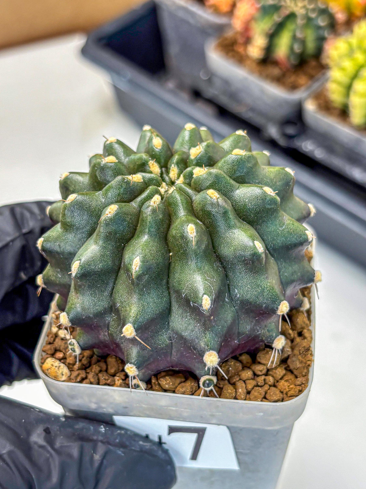 Gymnocalycium Kilimanjaro (gy8) (7) | Collector’s Edition