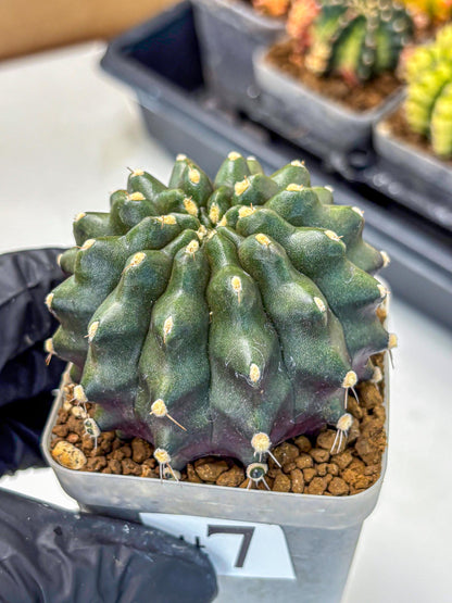 Gymnocalycium Kilimanjaro (gy8) (7) | Collector’s Edition