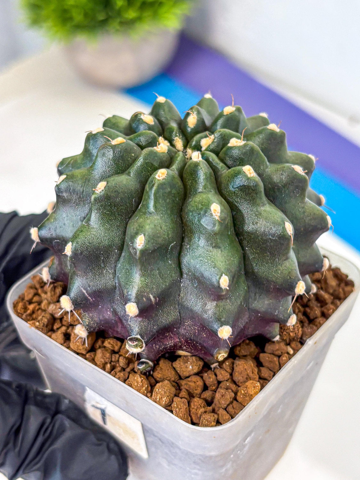 Gymnocalycium Kilimanjaro (gy8) (7) | Collector’s Edition
