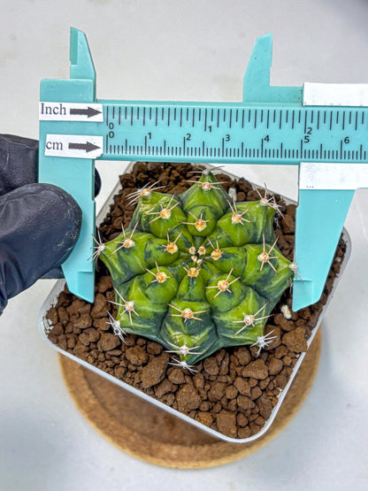 Gymnocalycium Moon Melody (gy8) (9) | Collector’s Edition