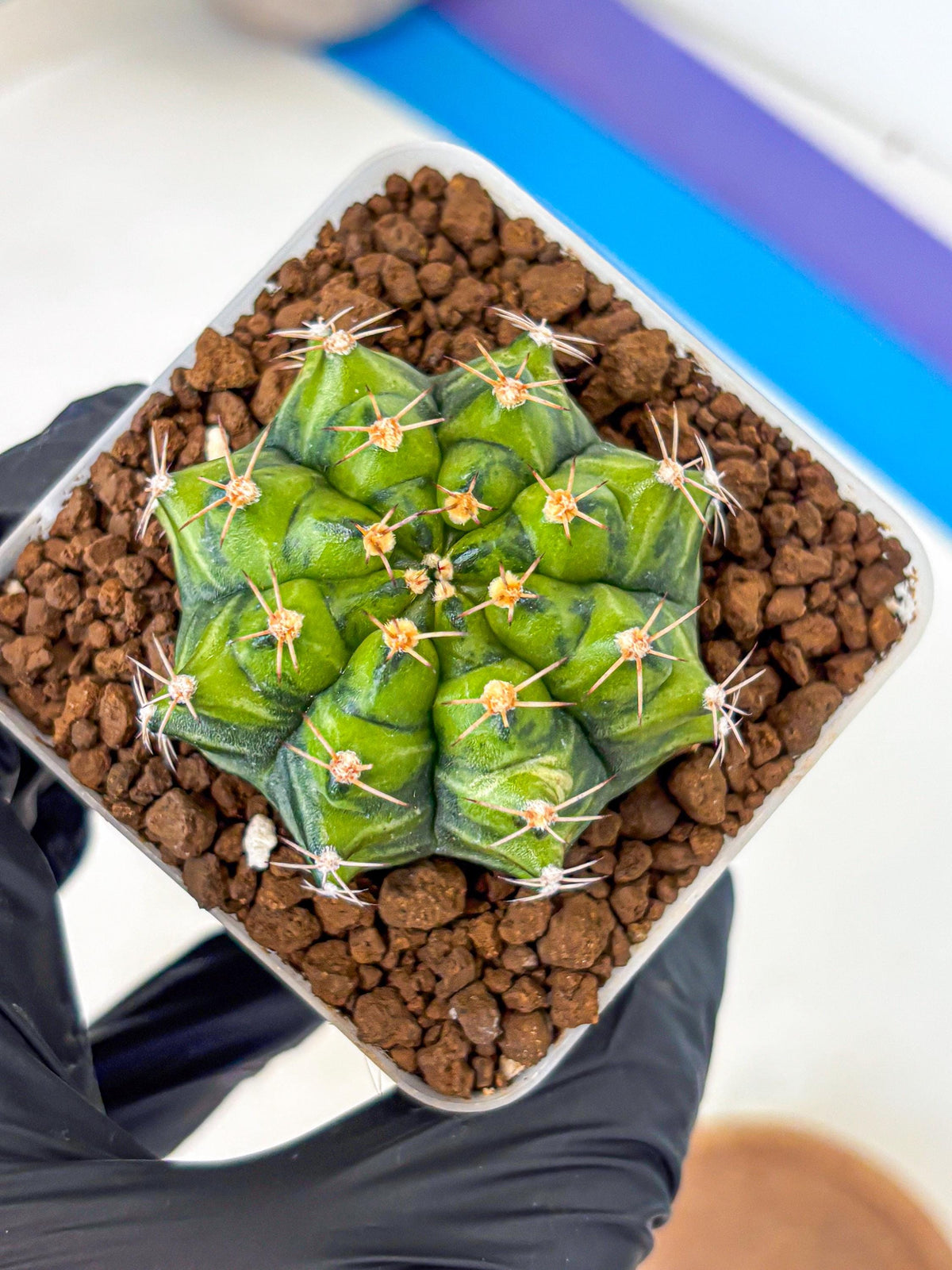 Gymnocalycium Moon Melody (gy8) (9) | Collector’s Edition