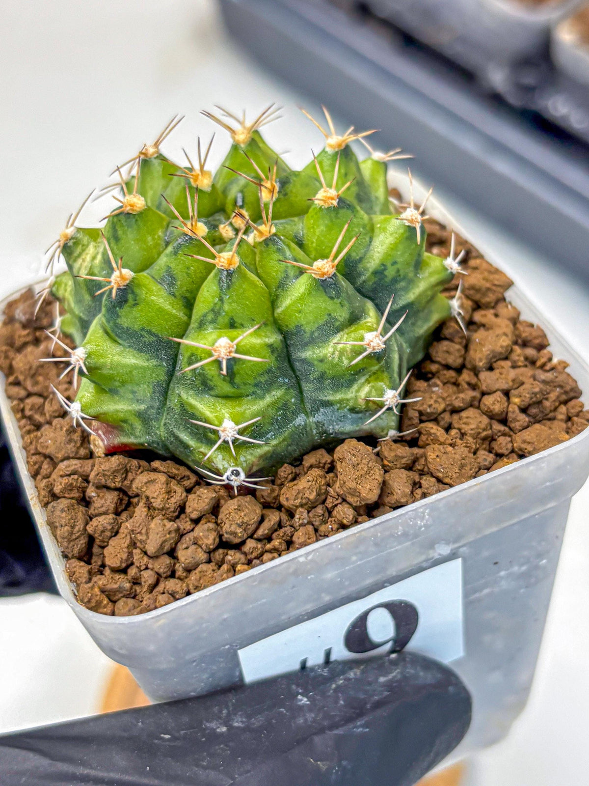 Gymnocalycium Moon Melody (gy8) (9) | Collector’s Edition