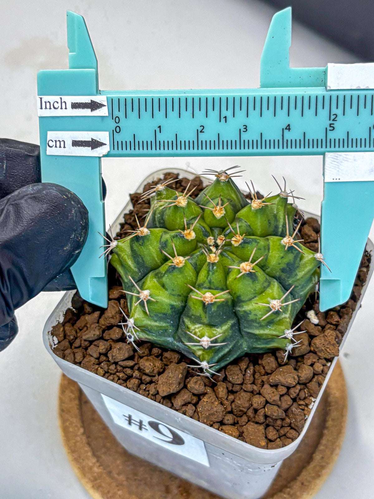 Gymnocalycium Moon Melody (gy8) (9) | Collector’s Edition