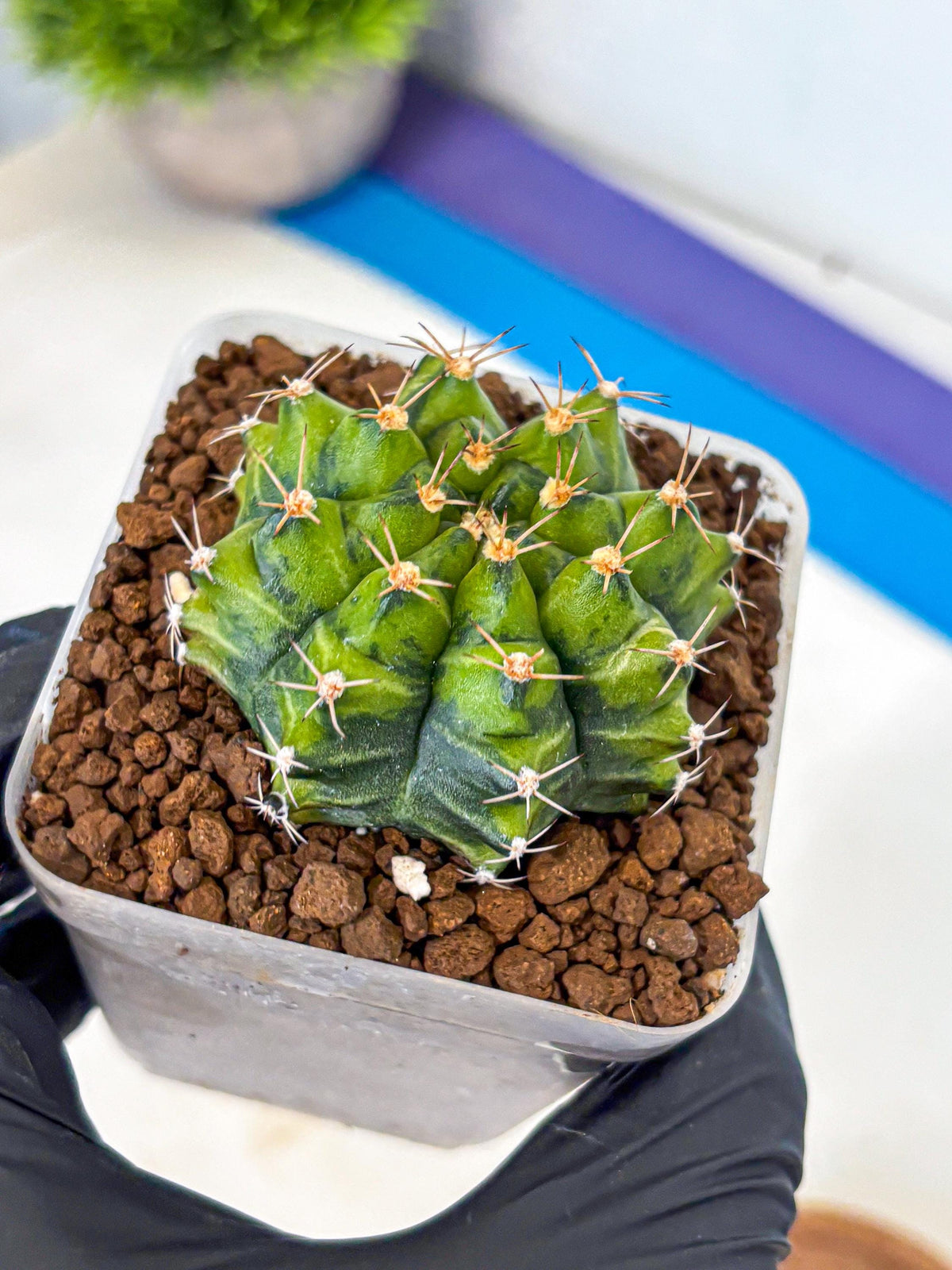Gymnocalycium Moon Melody (gy8) (9) | Collector’s Edition