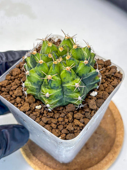 Gymnocalycium Moon Melody (gy8) (9) | Collector’s Edition