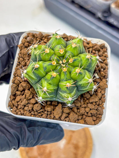 Gymnocalycium Moon Melody (gy8) (9) | Collector’s Edition
