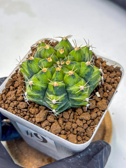 Gymnocalycium Moon Melody (gy8) (9) | Collector’s Edition