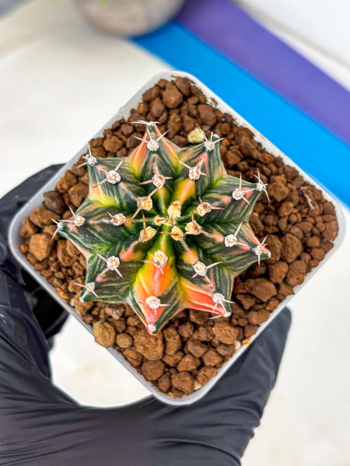 Gymnocalycium Nova Tears (gy8) (10) | Collector’s Edition