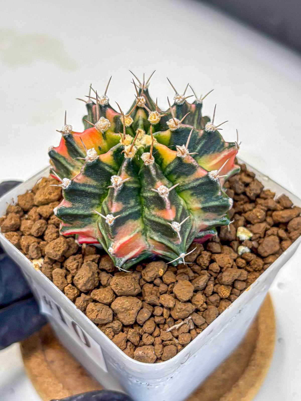Gymnocalycium Nova Tears (gy8) (10) | Collector’s Edition