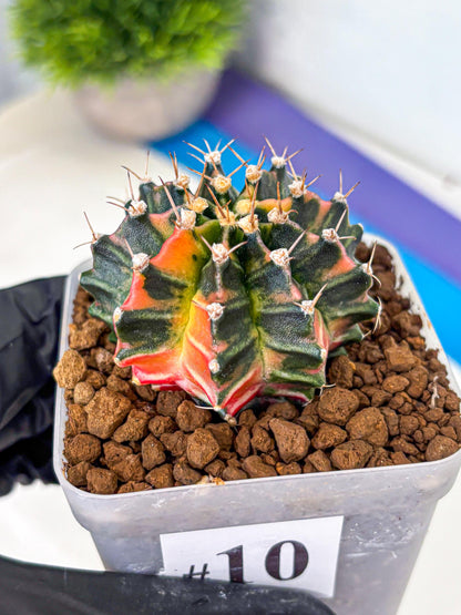 Gymnocalycium Nova Tears (gy8) (10) | Collector’s Edition
