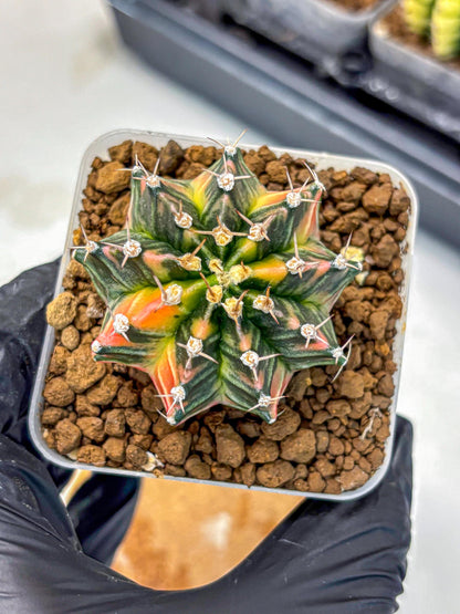 Gymnocalycium Nova Tears (gy8) (10) | Collector’s Edition