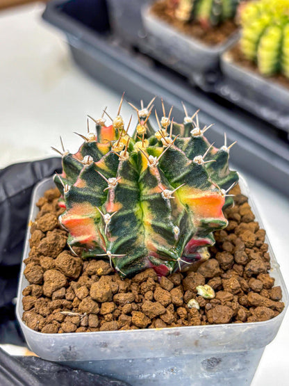 Gymnocalycium Nova Tears (gy8) (10) | Collector’s Edition
