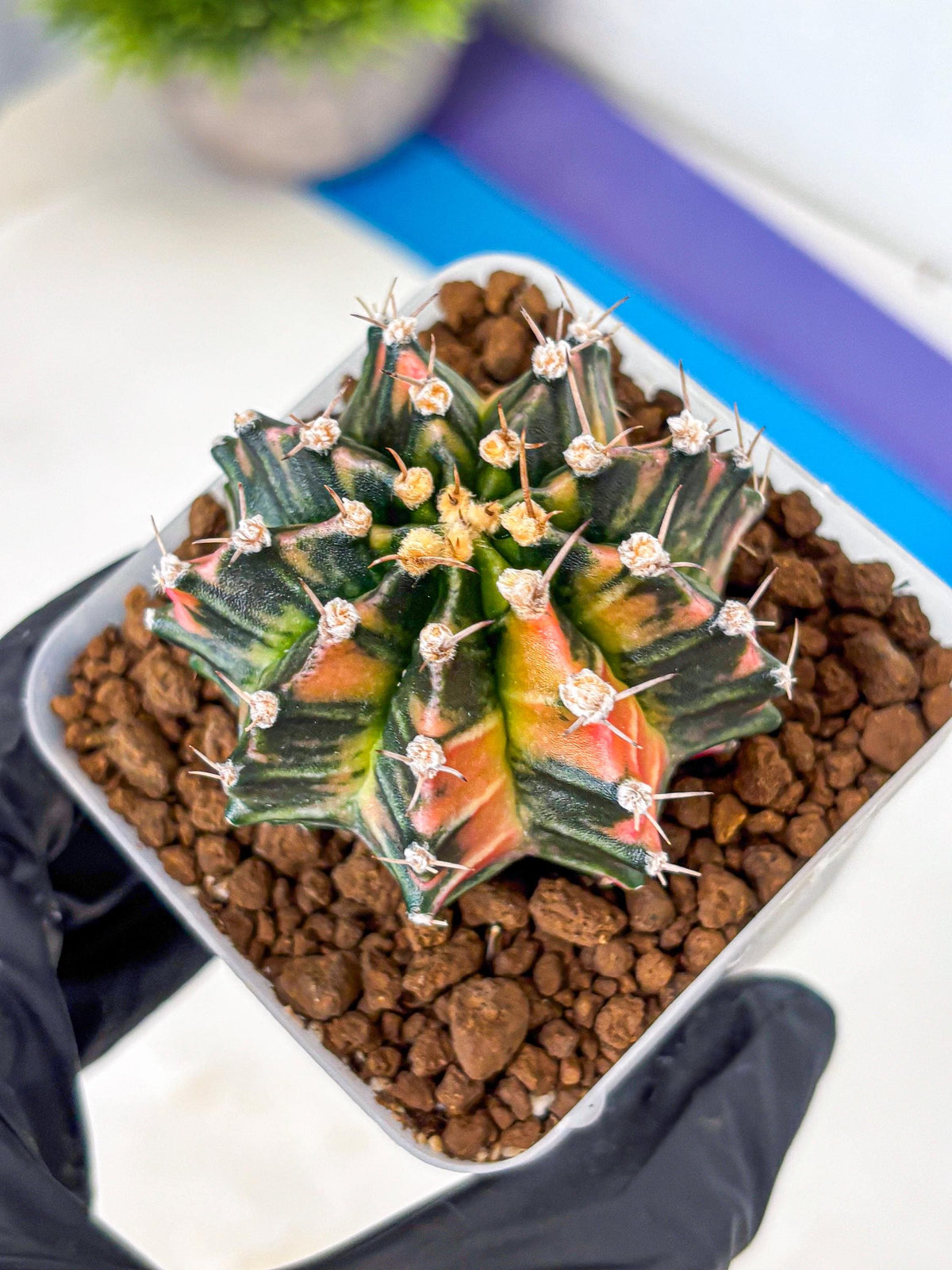 Gymnocalycium Nova Tears (gy8) (11) | Collector’s Edition