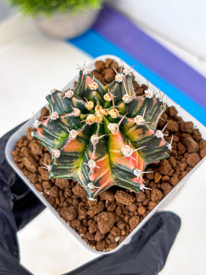 Gymnocalycium Nova Tears (gy8) (11) | Collector’s Edition