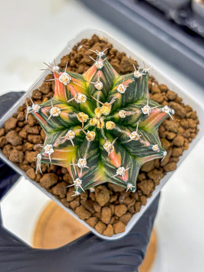 Gymnocalycium Nova Tears (gy8) (11) | Collector’s Edition